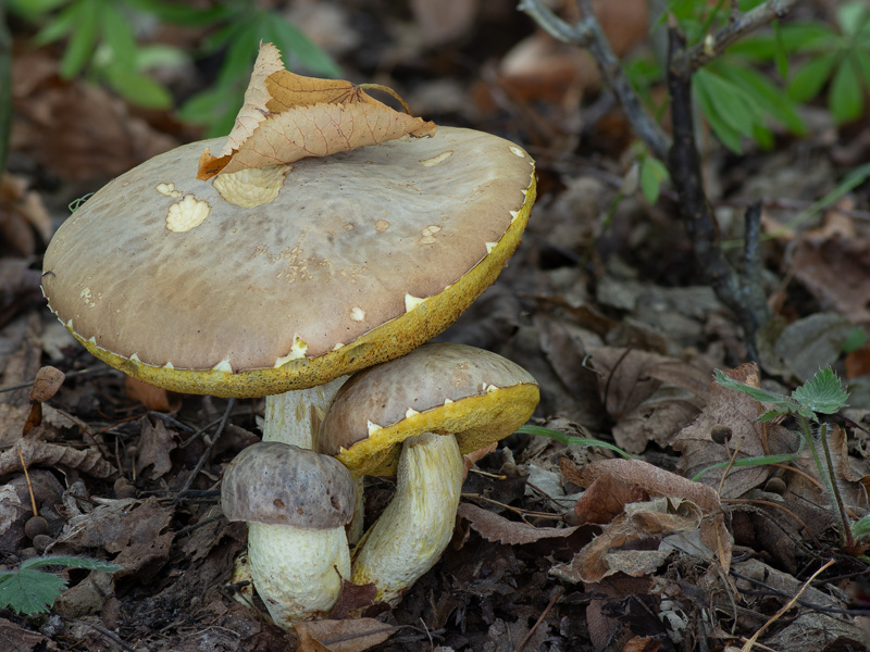 Hemileccinum depilatum